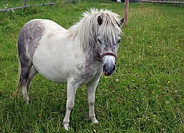 小馬,馬,動物