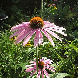 松果,花,shawinigan的
