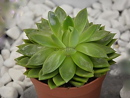 植物,多汁,仙人掌
