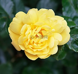 玫瑰,黃色,花