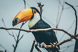 動(dòng)物,禽,鳥(niǎo)嘴