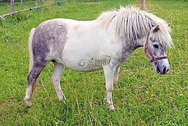 小馬,馬,動物