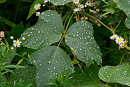 葉,雨,綠色