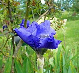 花,虹膜,紫色