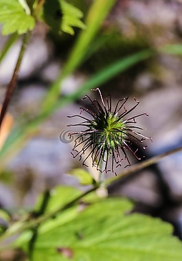 野花,夏天,自然