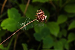 野花,夏天,自然