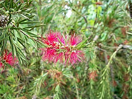 bottlebrush,布什,粉紅色