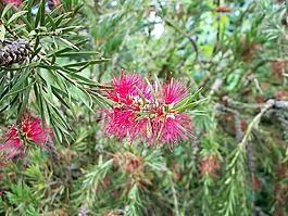 bottlebrush,布什,粉紅色