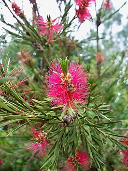 bottlebrush,布什,粉紅色