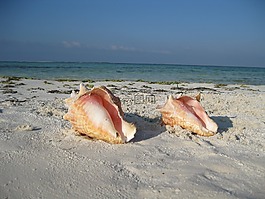蝸牛,景觀,海灘