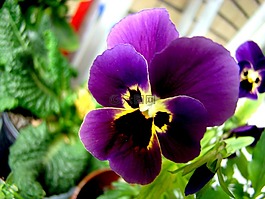 三色堇,heartsease,花