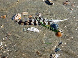 海鷗羽毛,貽貝,沙