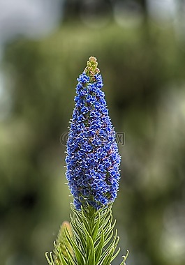 風(fēng)信子,花卉,性質(zhì)
