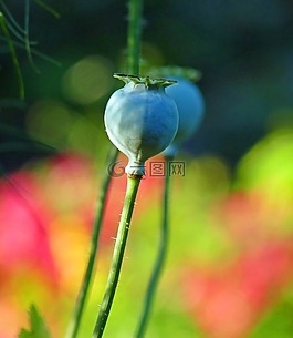 花,罌粟,雌蕊