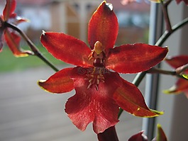 蘭花,紅色,綻放