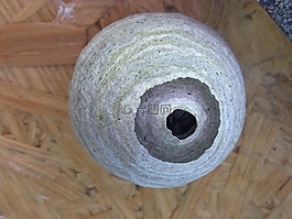 巢,黃蜂,蜜蜂