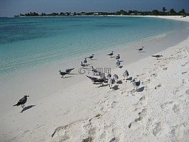 海,海灘,海鷗