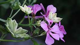 天竺葵,花瓣,廠