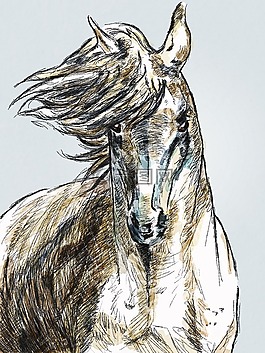 馬,肖像,動物