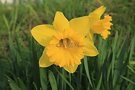 花,春天,黃色