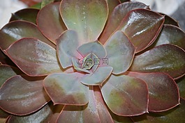 多汁,仙人掌,綠色