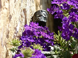 關(guān)閉,開花,花
