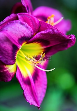 花卉,性質(zhì),蘭花