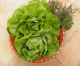 生菜,新鮮蔬菜,有機(jī)