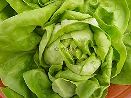 生菜,綠色,心
