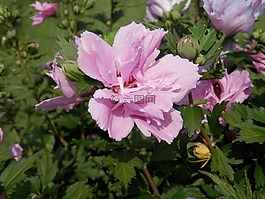 木槿,沙仑的玫瑰花,花
