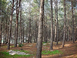 森林,樹木,松