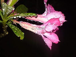 雨,鮮花,夜晚
