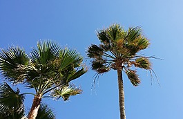 棕櫚樹,綠色,夏季
