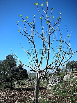 樹,春天,桃花芽