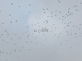 起重機,天空,鳥