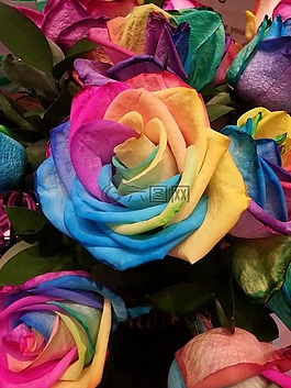 花,顏色,玫瑰