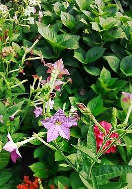花園,鮮花,綠色