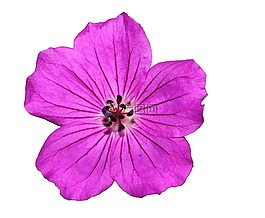 開花,紫,春天