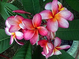 姜黃色百合花,花,熱帶