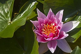 廠,花,開花
