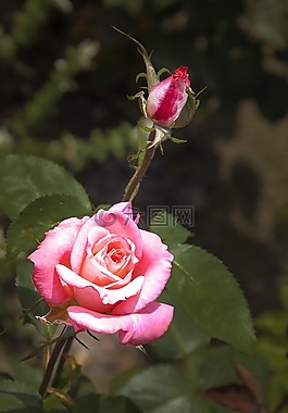 廠,花,開花