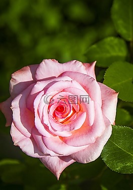 厂,花,开花