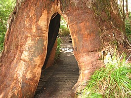 树,巨大,基地