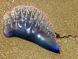 沙,海蜇,海濱