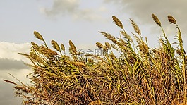 蘆葦,天空,云
