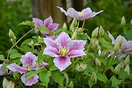 鮮花,鐵線蓮,粉色