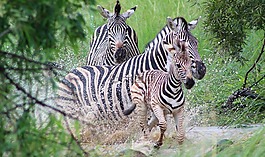 斑馬,動物,野生動物