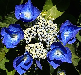 绣球,蓝色,花瓣