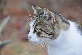 希腊语,流浪的猫,猫咪
