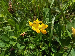 黃色,美麗,花